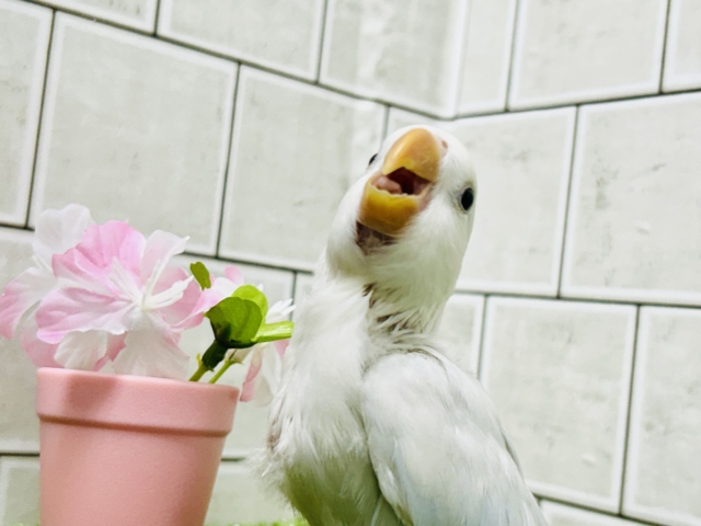 ✨最新画像✨薄っすらブルーの上品さ・・・ ️️️🩵🌈🪽コザクラインコ コザクラインコ(小桜インコ)