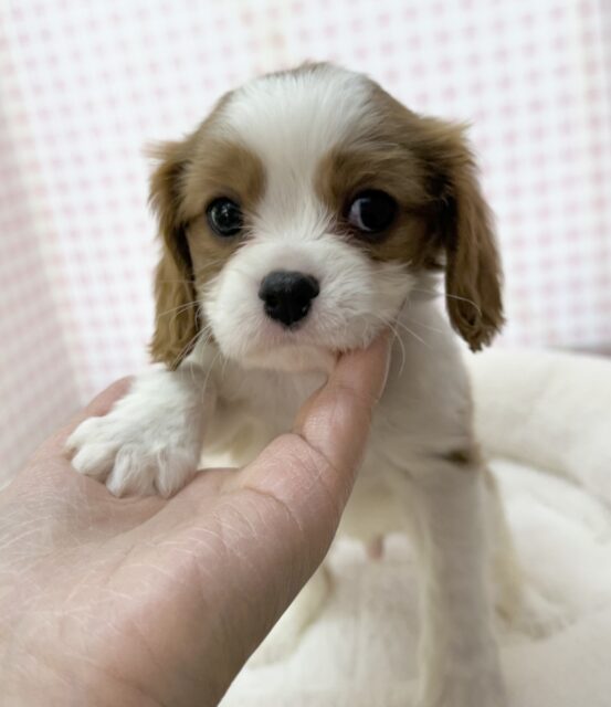 キャバリア・キングチャールズ・スパニエル