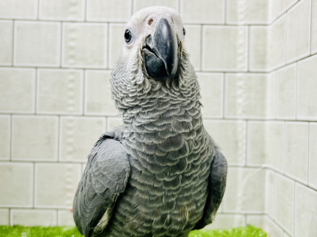 ヨウム