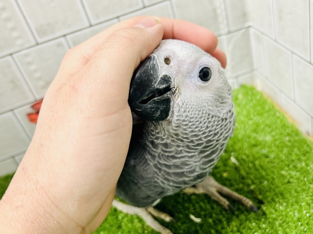 ヨウム