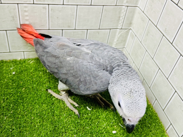 ヨウム