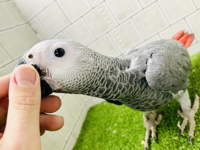 ヨウム