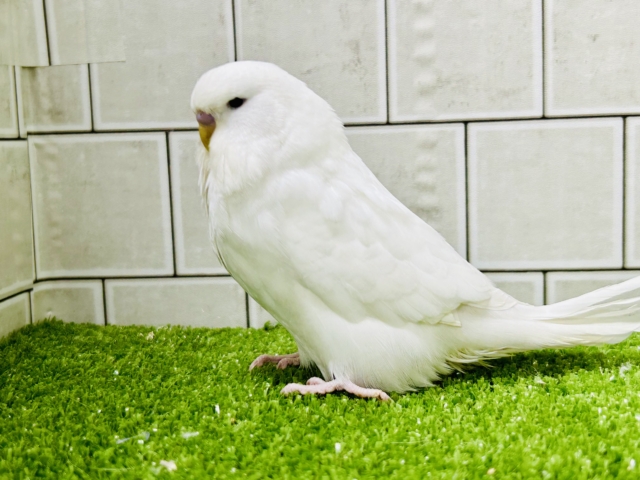 ジャンボセキセイインコ