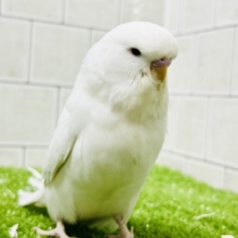 ちょいとレアなカラーがやってきましたゼ( *´艸｀)　ジャンボセキセイインコ