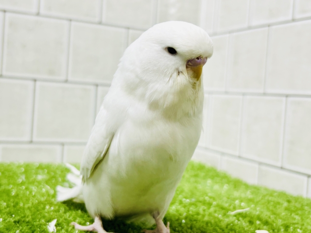 ちょいとレアなカラーがやってきましたゼ( *´艸｀)　ジャンボセキセイインコ