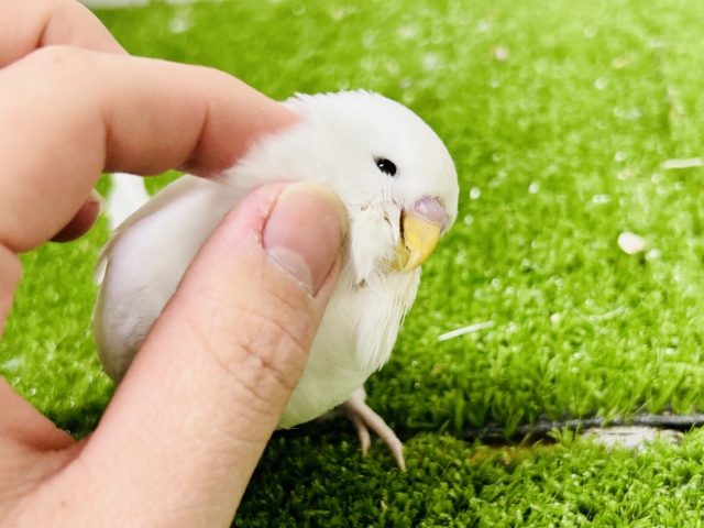 ジャンボセキセイインコ