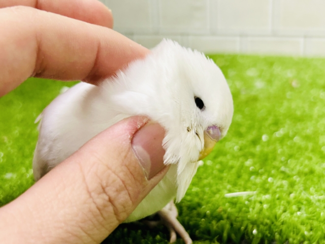 ジャンボセキセイインコ