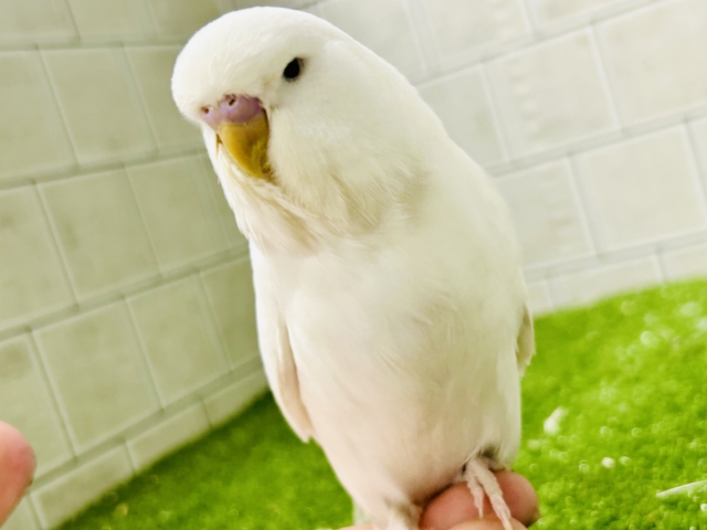 ジャンボセキセイインコ