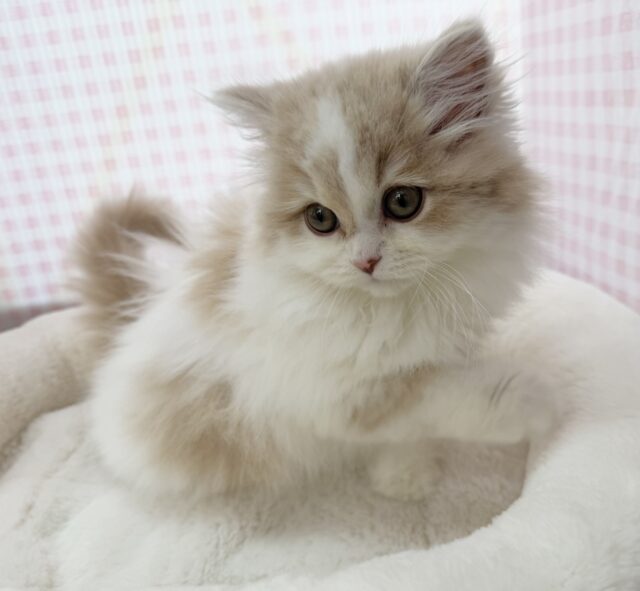 スコティッシュフォールド