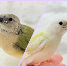 【最新画像更新🪄限定リターンズ𖤐  ̖́-‬】サイズもお顔もみんな違ってみんな可愛い♡コキンチョウ ヒナ