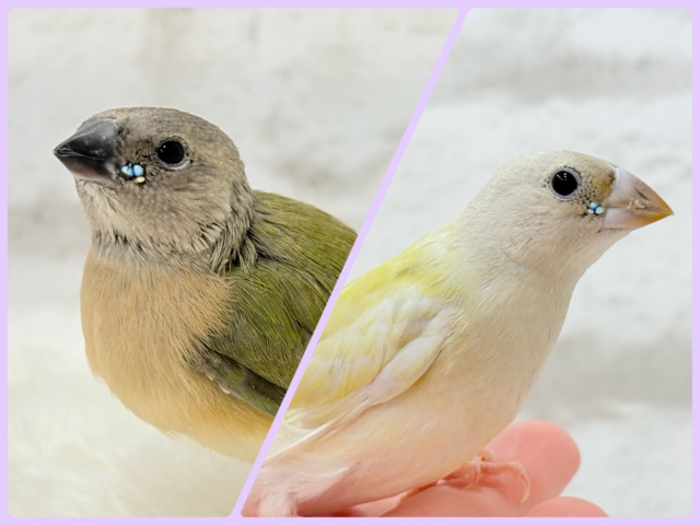 【最新画像更新🪄限定リターンズ𖤐 ̖́-‬】サイズもお顔もみんな違ってみんな可愛い♡コキンチョウ ヒナ