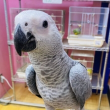 最新画像あります！お喋り予備軍‼️賢いですよ〜🧐ヨウムのヒナがやって来ました🙌