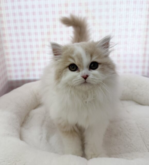 スコティッシュフォールド