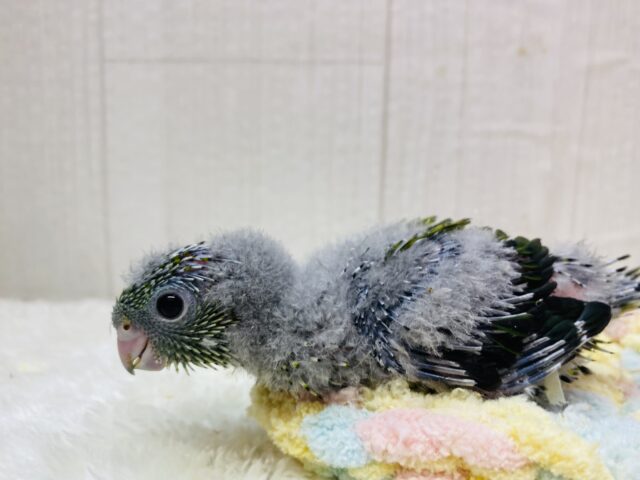 サザナミインコ