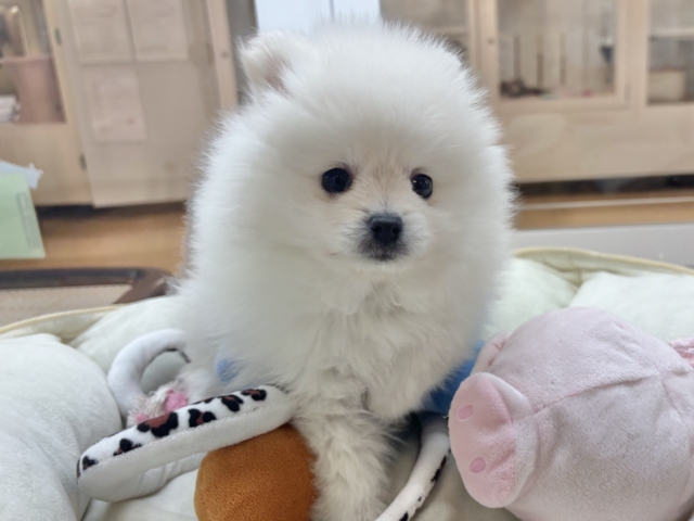 ポメラニアン