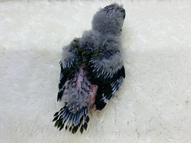 サザナミインコ