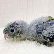 緑色のワタワタ天使ちゃん💚🪽サザナミインコ（ノーマル）