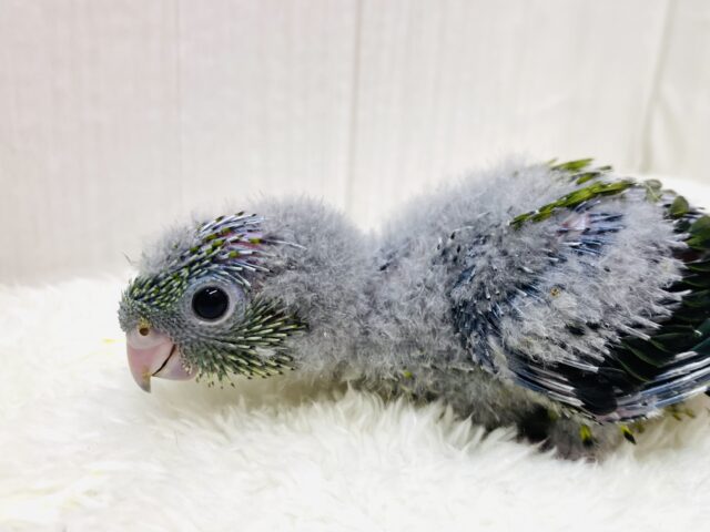 緑色のワタワタ天使ちゃん💚🪽サザナミインコ（ノーマル）