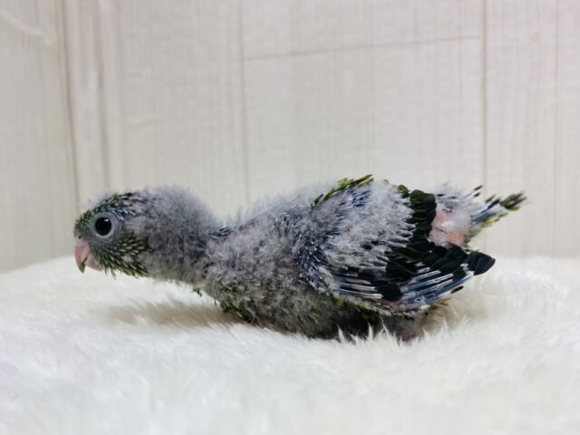 サザナミインコ