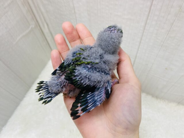 サザナミインコ