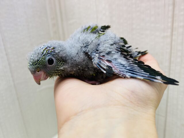 サザナミインコ