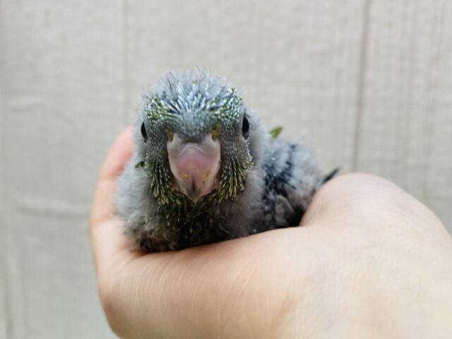 サザナミインコ