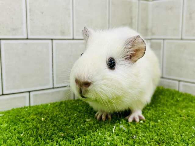 イングリッシュモルモット