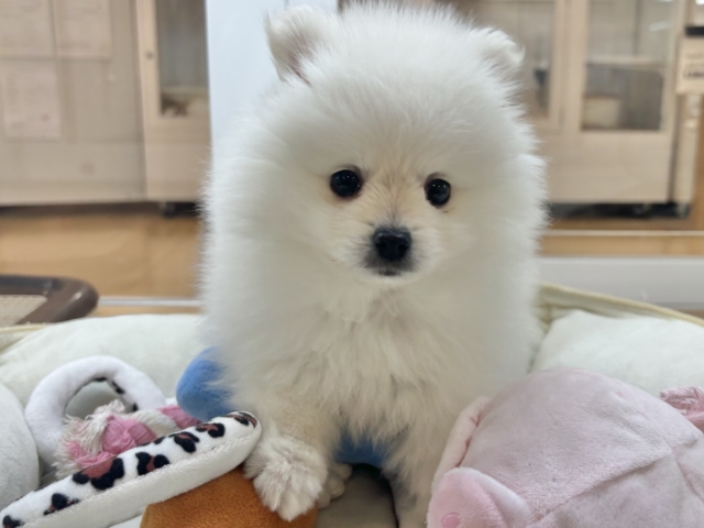 アザラシに大変身〜！？ポメラニアンくん！