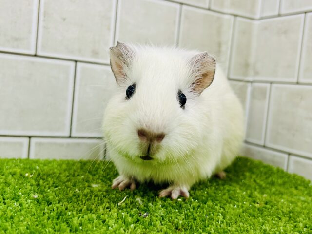 イングリッシュモルモット