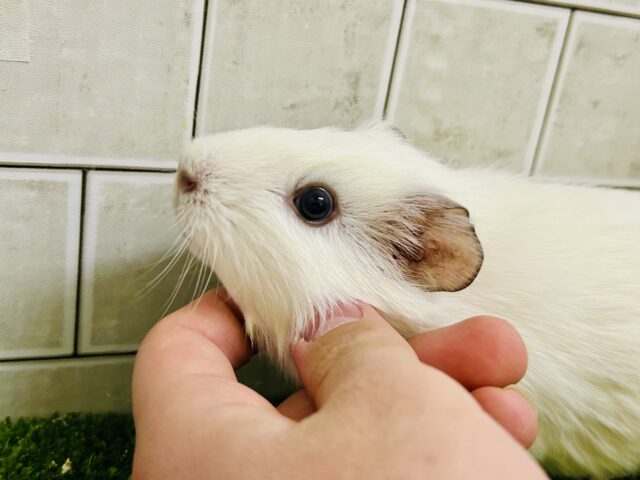 イングリッシュモルモット