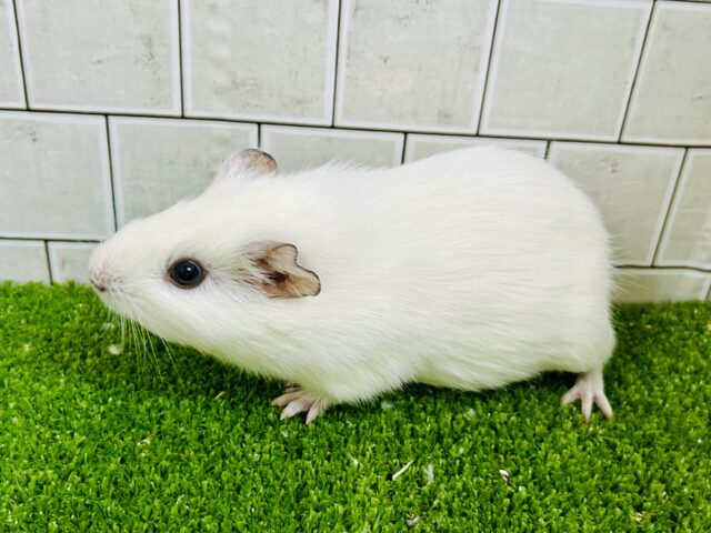 イングリッシュモルモット