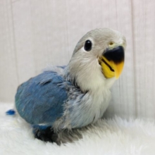 幸せを運ぶ青い鳥💙🪽コザクラインコのブルーチェリー🍒