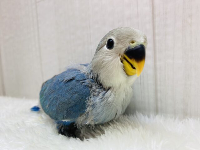 幸せを運ぶ青い鳥💙🪽コザクラインコのブルーチェリー🍒