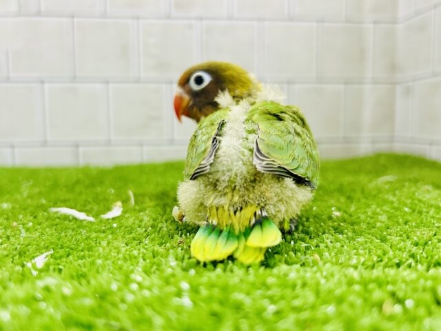 ✨最新画像✨将来はおしゃれなマフラーが!? キエリボタンインコ キエリボタンインコ