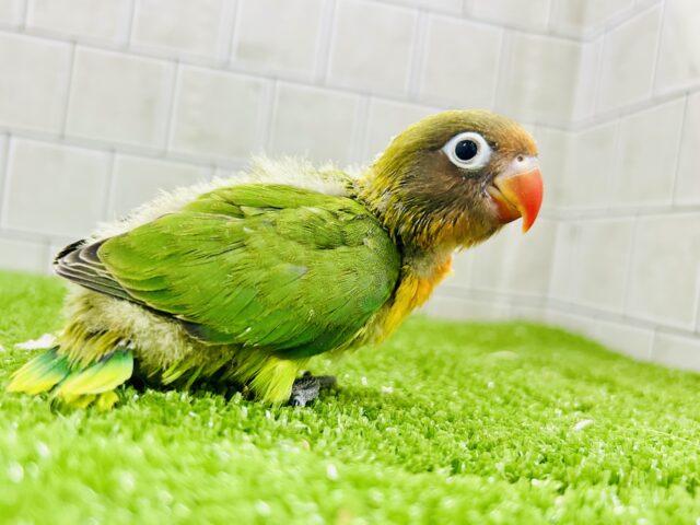 キエリボタンインコ