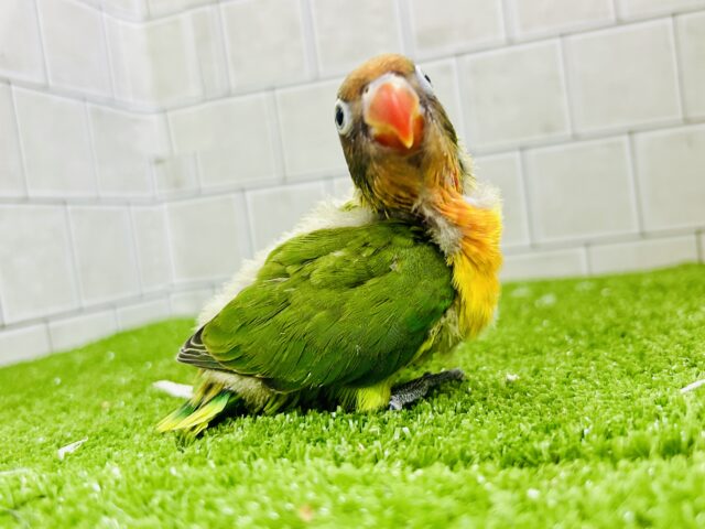 ✨最新画像✨将来はおしゃれなマフラーが!? キエリボタンインコ キエリボタンインコ