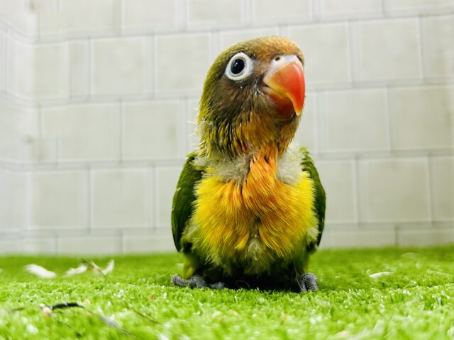 ✨最新画像✨将来はおしゃれなマフラーが!? キエリボタンインコ キエリボタンインコ