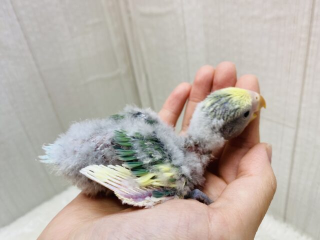 コザクラインコ（小桜インコ）