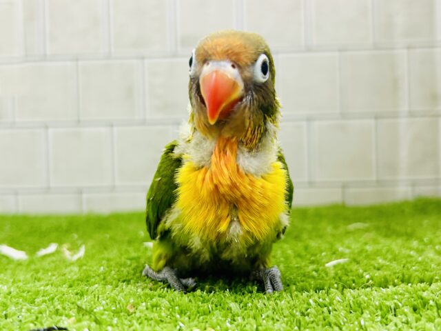 ✨最新画像✨将来はおしゃれなマフラーが!? キエリボタンインコ キエリボタンインコ