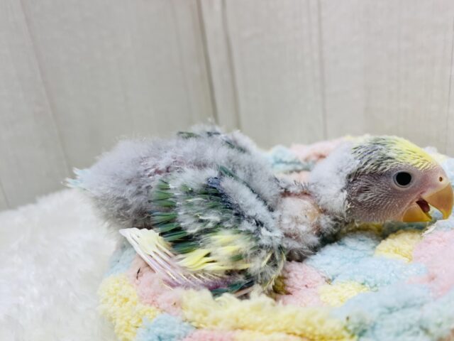 コザクラインコ（小桜インコ）