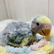 💛優しさまとった森のパレット🌳小桜インコのブルーチェリーパイド💛
