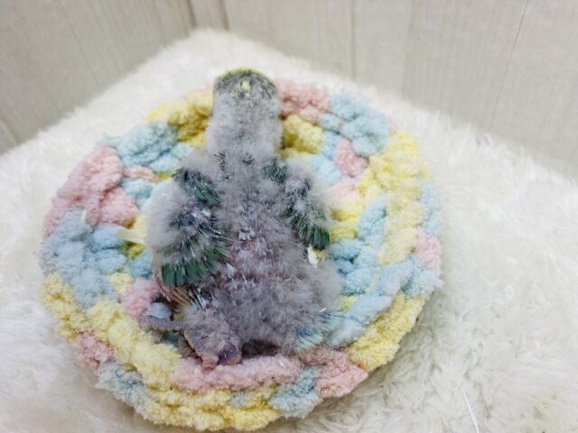 コザクラインコ（小桜インコ）