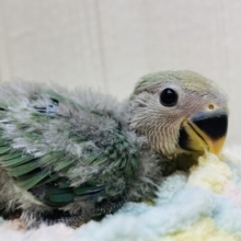 まん丸おめめが輝いてます✨✨コザクラインコのブルーチェリー🫐