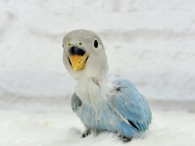 【最新画像更新🪄】神秘的な美しさ🐣💎🫧コザクラインコ(ブルーオパーリン) ヒナ コザクラインコ(小桜インコ)