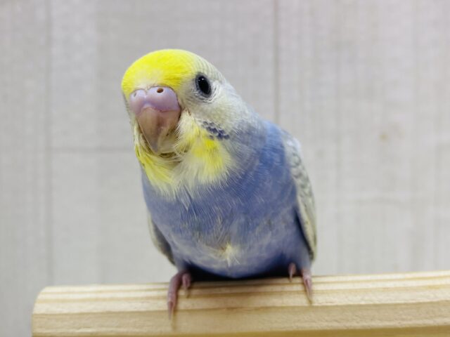 最新画像有ります❗️ぴよっと誕生🐣‪💙青のツインスター⭐️セキセイインコ(パステルレインボー)