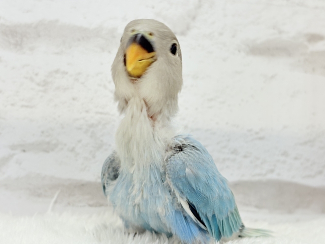 【最新画像更新🪄】神秘的な美しさ🐣💎🫧コザクラインコ(ブルーオパーリン) ヒナ コザクラインコ(小桜インコ)