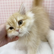 最新画像！なにこの可愛さ😍ミヌエットくん！