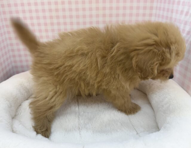 最新📷ふわふわ〜☁️ポメプーの女の子 ポメプー