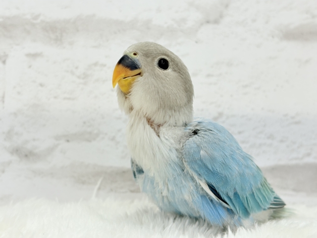 【最新画像更新🪄】神秘的な美しさ🐣💎🫧コザクラインコ(ブルーオパーリン) ヒナ コザクラインコ(小桜インコ)