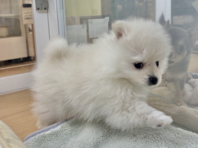 ポメラニアン